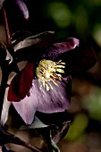 HELLEBORUS WINTER JEWELS BLACK DIAMOND