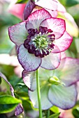 HELLEBORUS WINTER JEWELS CHERRY BLOSSOM