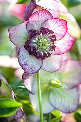 HELLEBORUS_WINTER_JEWELS_CHERRY_BLOSSOM