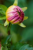 DAHLIA BROOKSIDE CHERI