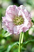 HELLEBORUS WINTER JEWELS® PEPPERMINT ICE