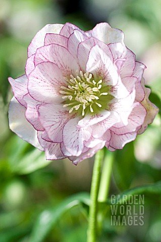 HELLEBORUS_WINTER_JEWELS_PEPPERMINT_ICE