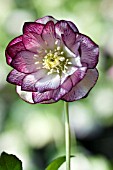 HELLEBORUS WINTER JEWELS® PEPPERMINT ICE