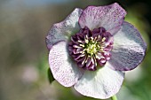 HELLEBORUS WINTER JEWELS® CHERRY BLOSSOM