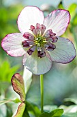 HELLEBORUS WINTER JEWELS® CHERRY BLOSSOM