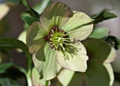 HELLEBORUS WINTER JEWELS® PAINTED