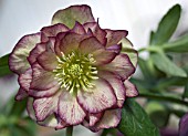 HELLEBORUS WINTER JEWELS® PEPPERMINT ICE