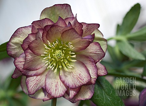 HELLEBORUS_WINTER_JEWELS_PEPPERMINT_ICE