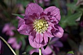 HELLEBORUS WINTER JEWELS® BERRY SWIRL