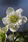 HELLEBORUS WINTER JEWELS® SPARKLING DIAMOND