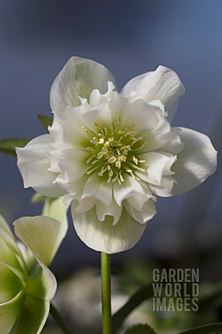 HELLEBORUS_WINTER_JEWELS_SPARKLING_DIAMOND