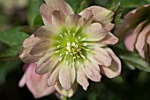 HELLEBORUS WINTER JEWELS® AMBER GEM