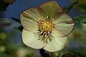 HELLEBORUS WINTER JEWELS® GOLDEN SUNRISE