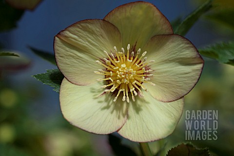 HELLEBORUS_WINTER_JEWELS_GOLDEN_SUNRISE