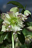 HELLEBORUS WINTER JEWELS® GOLDEN LOTUS