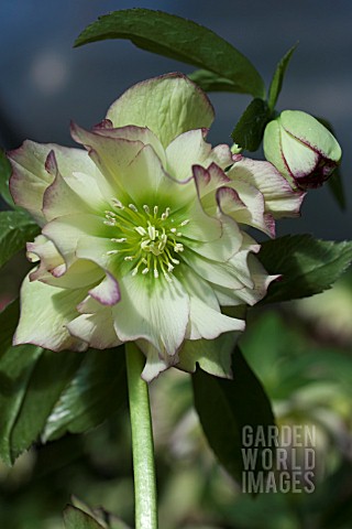 HELLEBORUS_WINTER_JEWELS_GOLDEN_LOTUS