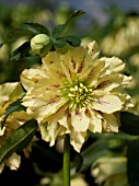 HELLEBORUS WINTER JEWELS® GOLDEN LOTUS