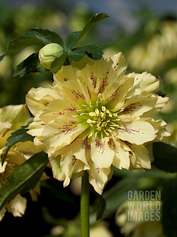 HELLEBORUS_WINTER_JEWELS_GOLDEN_LOTUS