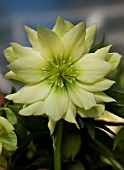 HELLEBORUS WINTER JEWELS® GOLDEN LOTUS