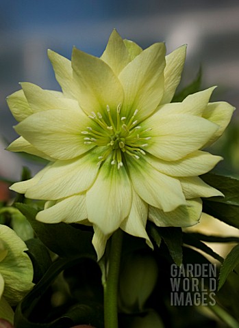 HELLEBORUS_WINTER_JEWELS_GOLDEN_LOTUS