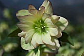 HELLEBORUS WINTER JEWELS® GOLDEN LOTUS