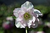 HELLEBORUS WINTER JEWELS® PEPPERMINT ICE