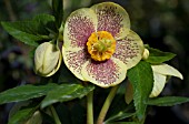 HELLEBORUS WINTER JEWELS® GOLDEN SUNRISE