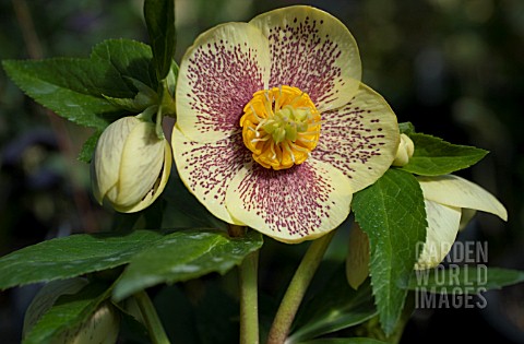 HELLEBORUS_WINTER_JEWELS_GOLDEN_SUNRISE