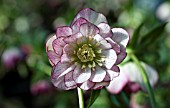 HELLEBORUS WINTER JEWELS® PEPPERMINT ICE