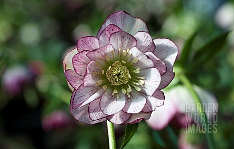 HELLEBORUS_WINTER_JEWELS_PEPPERMINT_ICE