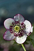 HELLEBORUS WINTER JEWELS® CHERRY BLOSSOM