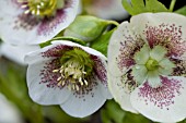 HELLEBORUS x HYBRIDUS, (FLOWER CLOSE UP)