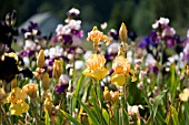 YELLOW BEARDED IRIS IN FIELD IN SUMMER, PURPLE IRIS BACKGROUND