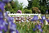 MULTI-COLOURED BEARDED IRIS IN FIELD IN SUMMER