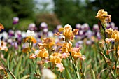 MULTI-COLOURED BEARDED IRIS IN FIELD IN SUMMER