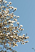 MAGNOLIA SALICIFOLIA W.B. CLARKE