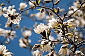 MAGNOLIA SALICIFOLIA W.B. CLARKE