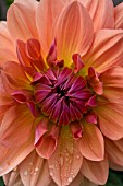 DAHLIA BAARN BOUNTY