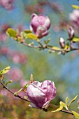 MAGNOLIA X SOULANGIANA RUSTICA RUBRA