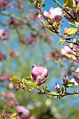 MAGNOLIA X SOULANGIANA RUSTICA RUBRA