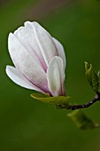 MAGNOLIA X SOULANGIANA SPECIOSA