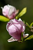 MAGNOLIA X SOULANGIANA RUSTICA RUBRA