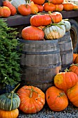 HEIRLOOM PUMPKINS (CUCURBITA PEPO ROUGE VIF DETAMPES AND JARRAHDALE) IN AUTUMN FARM DISPLAY