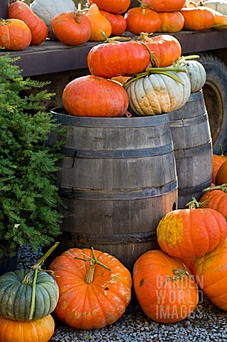 HEIRLOOM_PUMPKINS_CUCURBITA_PEPO_ROUGE_VIF_DETAMPES_AND_JARRAHDALE_IN_AUTUMN_FARM_DISPLAY