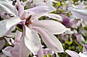 MAGNOLIA PINKIE, BLOSSOMS IN SPRING