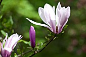 MAGNOLIA JUDY