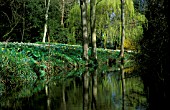 REFLECTION OF TREES IN RIVER