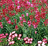 ERYSIMUM, TULIPA AND BELLIS