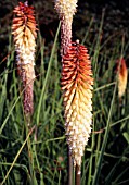 KNIPHOFIA COBRA, (RED HOT POKER COBRA)