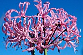 NERINE UNDULATA,  GUERNSEY LILY